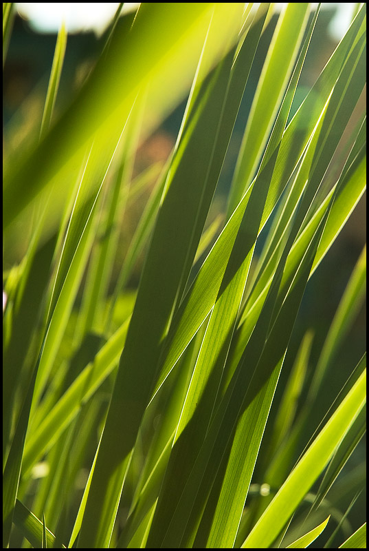 Grass, simply grass